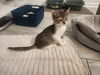 adoptable Cat in  named Gizmo