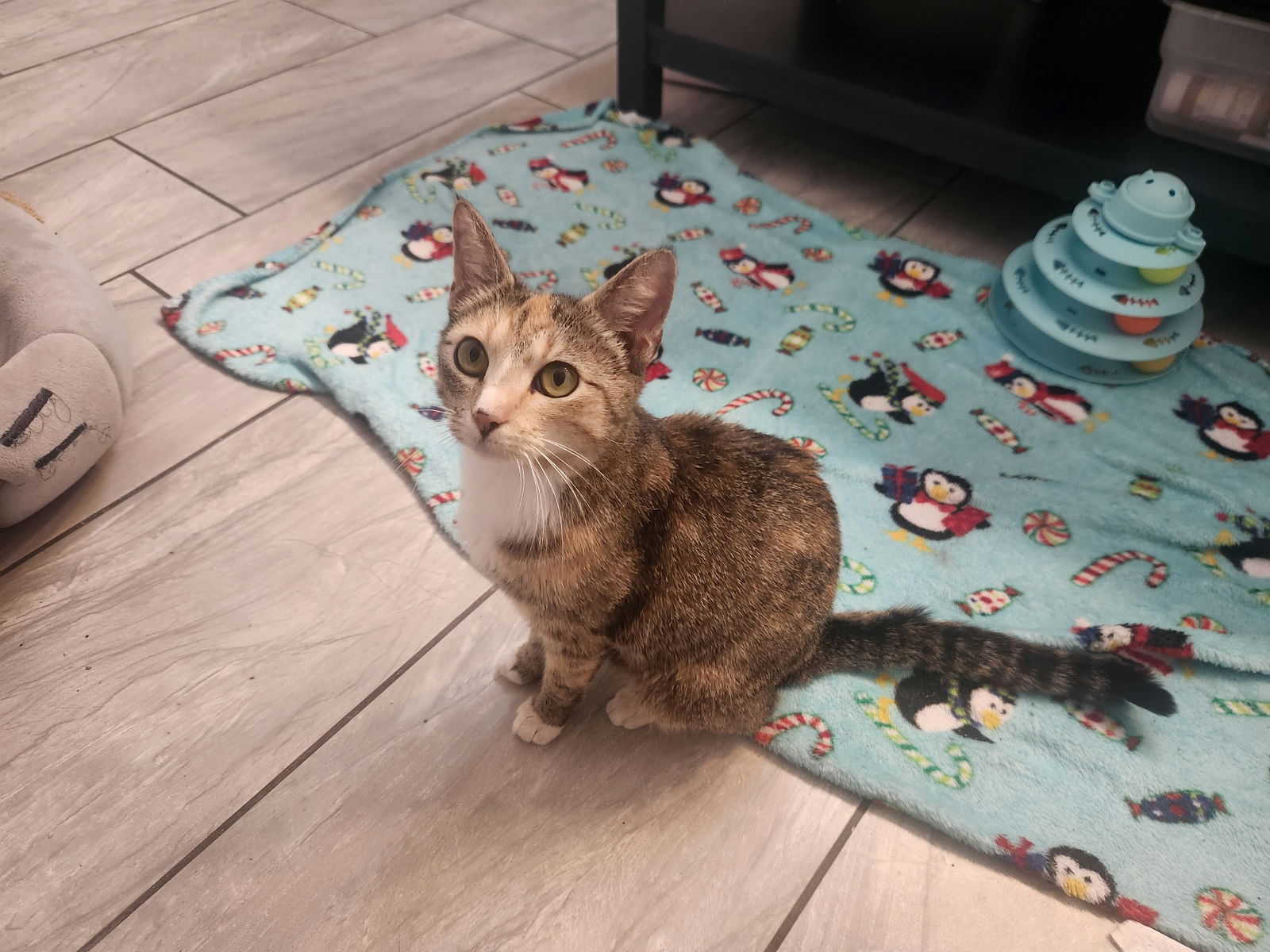 adoptable Cat in Roanoke, AL named Chloe
