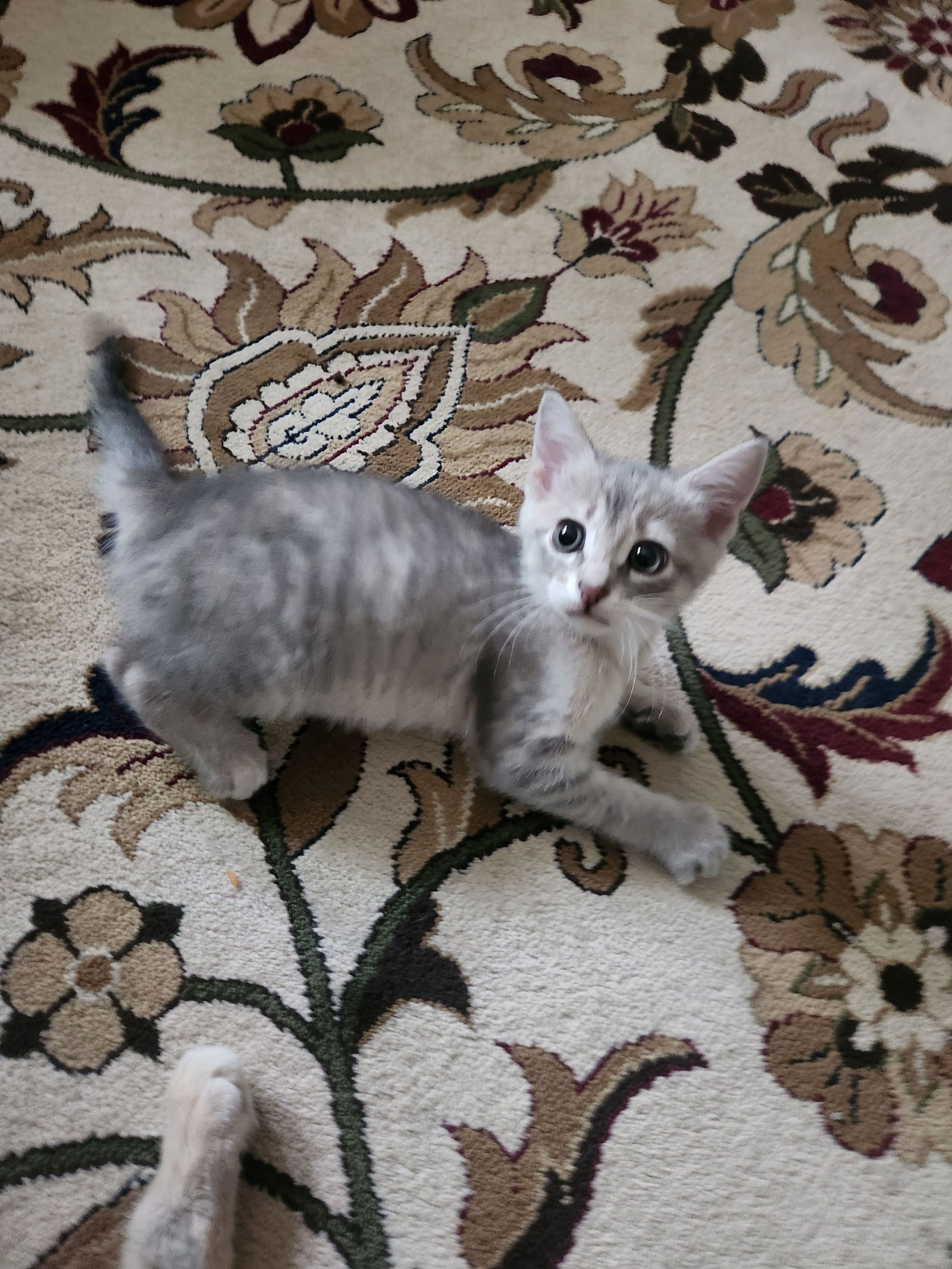 adoptable Cat in Roanoke, AL named Char