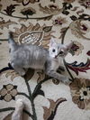 adoptable Cat in  named Char