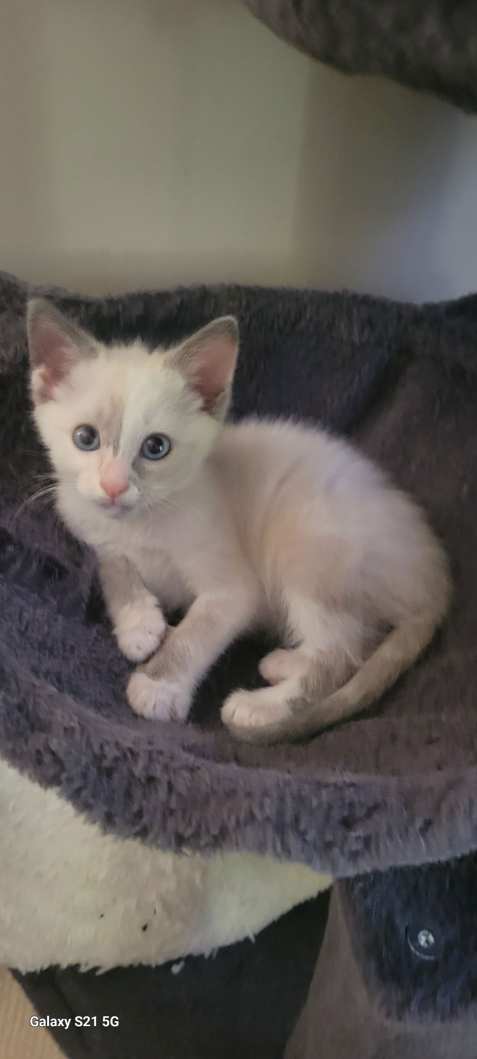 adoptable Cat in Roanoke, AL named Trouble