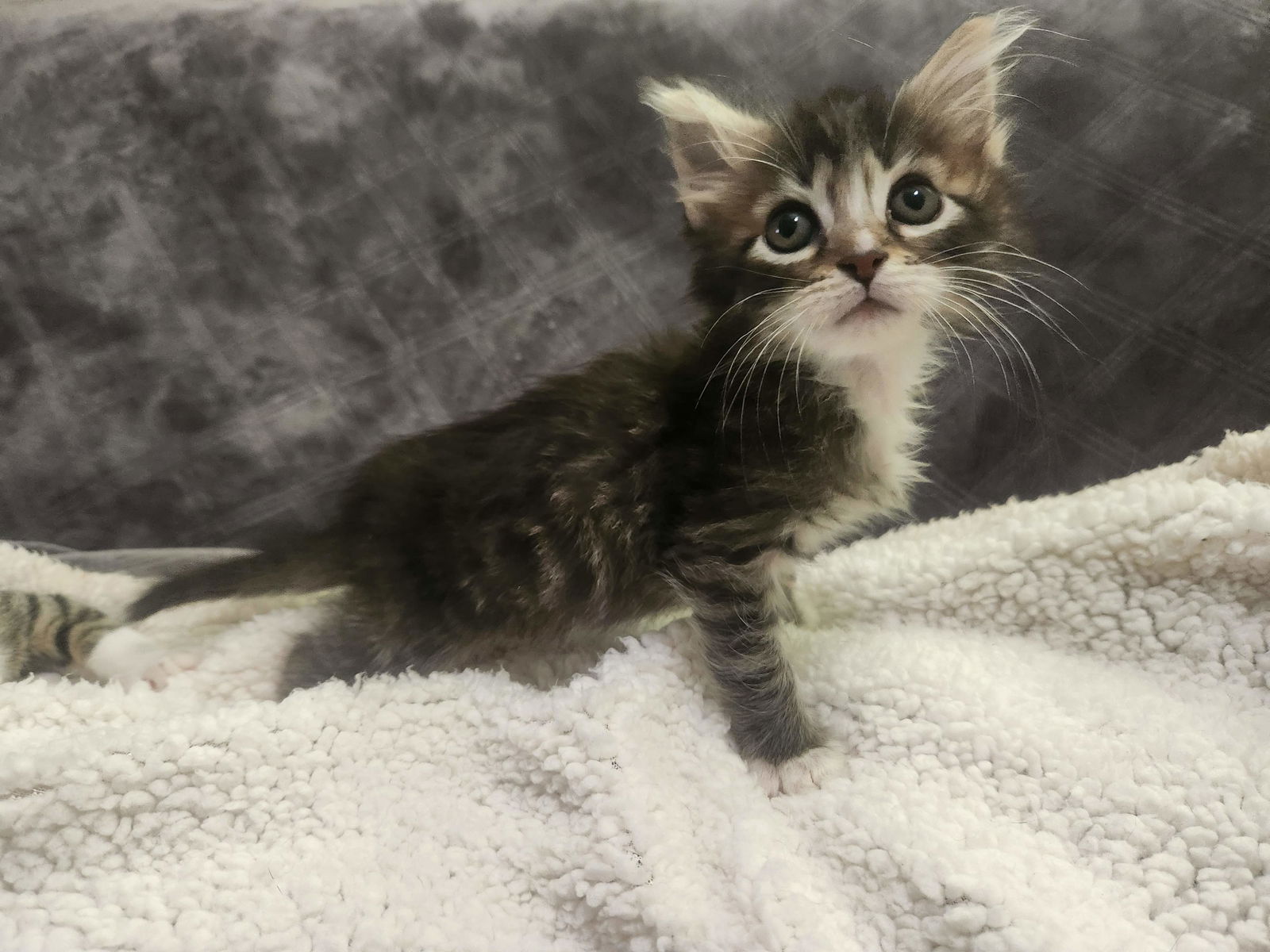 adoptable Cat in Roanoke, AL named Fluffer