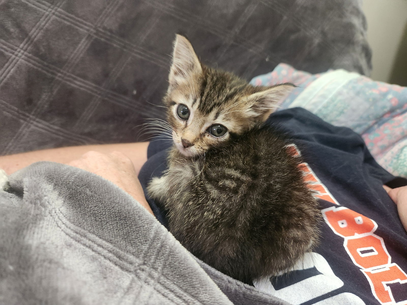 adoptable Cat in Roanoke, AL named Dozer