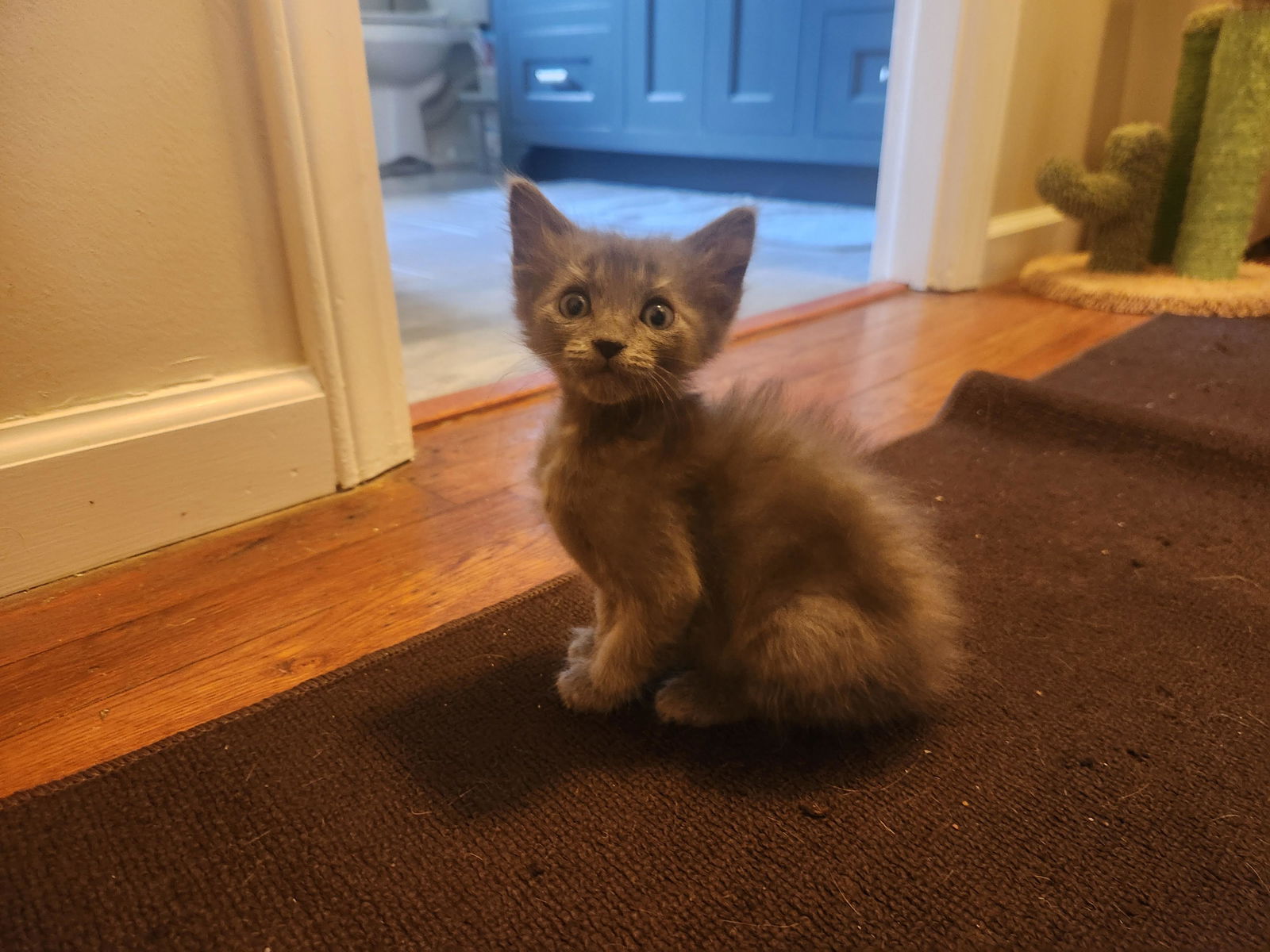 adoptable Cat in Roanoke, AL named Little Little