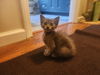 adoptable Cat in  named Little Little