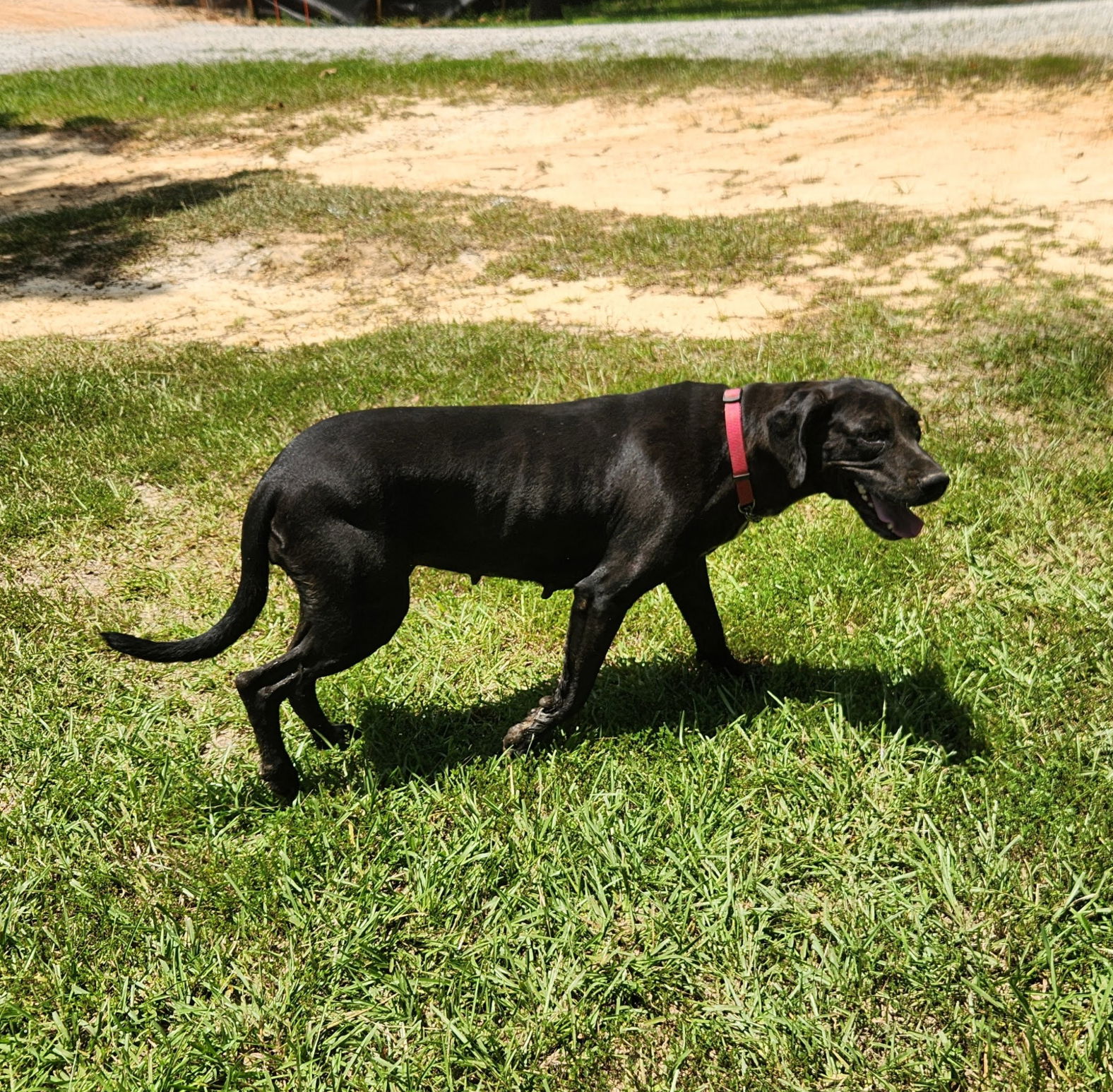 adoptable Dog in Roanoke, AL named Penny