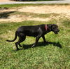 adoptable Dog in  named Penny
