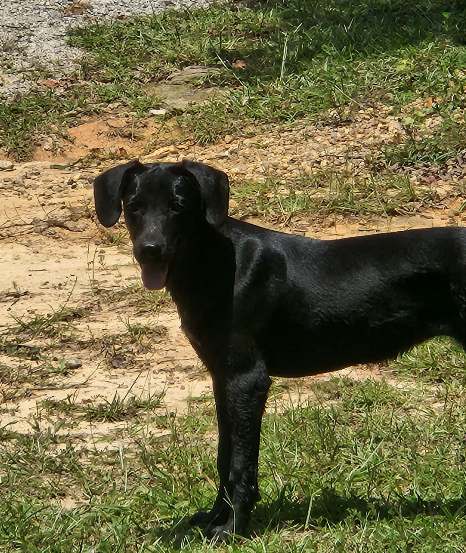 adoptable Dog in Roanoke, AL named Piper