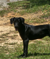 adoptable Dog in  named Piper