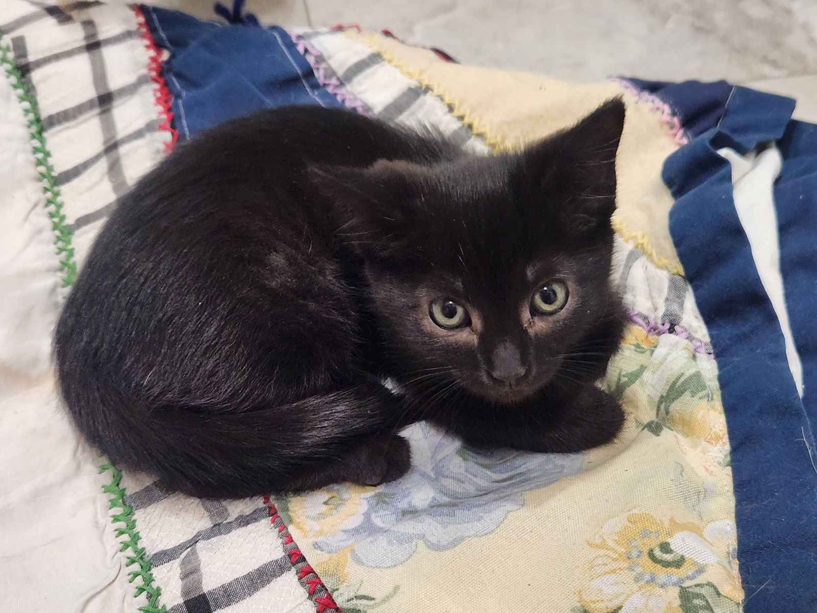 adoptable Cat in Roanoke, AL named Pixie