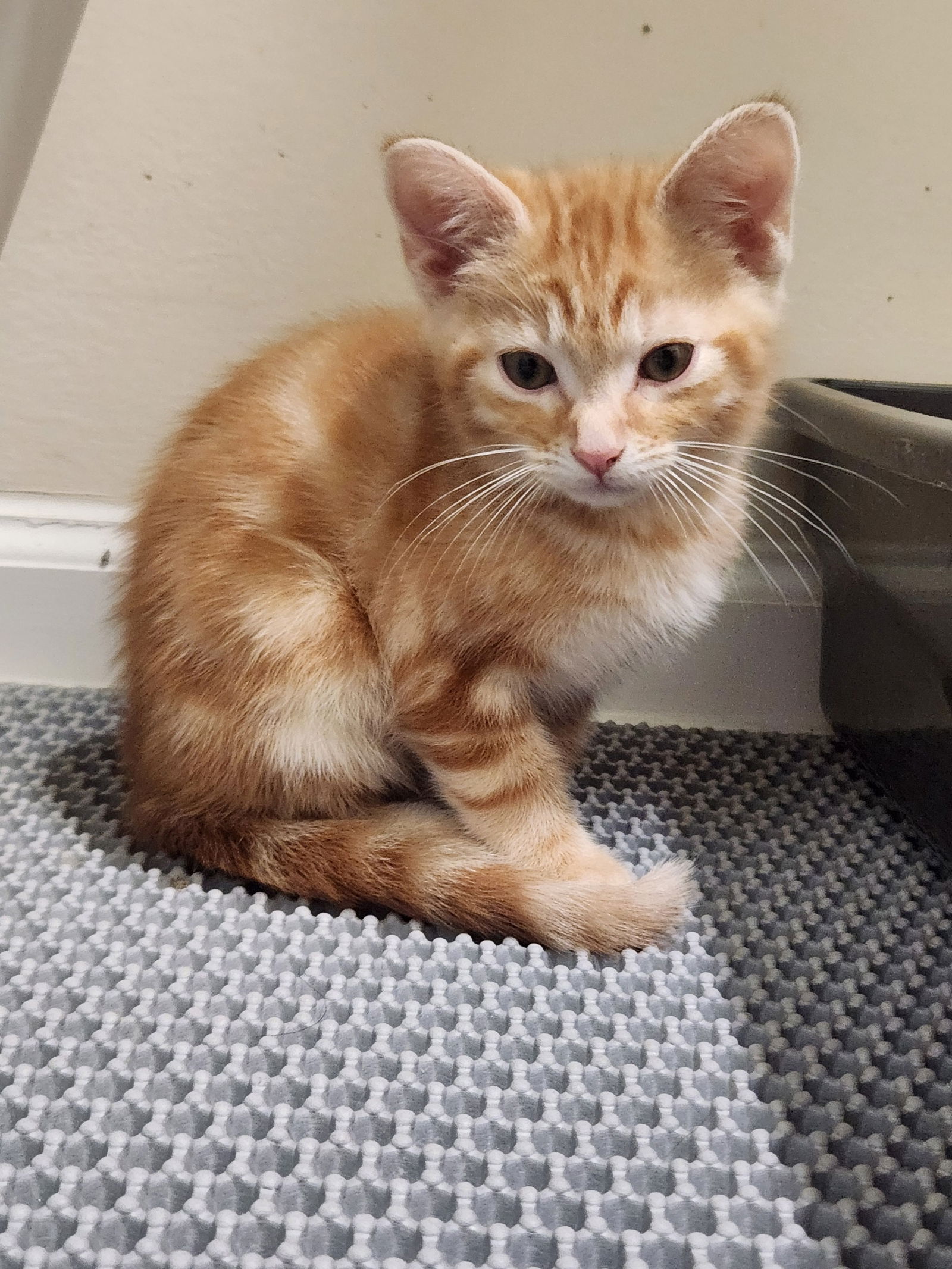 adoptable Cat in Roanoke, AL named Homer