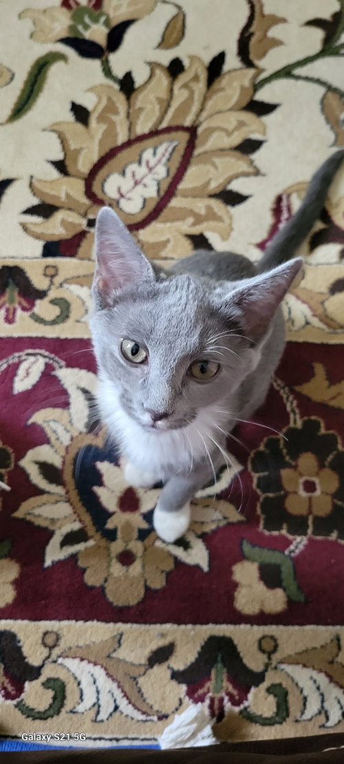 Waverly, Baby American Shorthair, cat for adoption in Auburn, Alabama