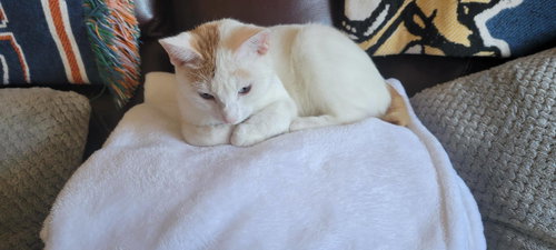 Stormie, Young American Shorthair (short coat), cat for adoption in Auburn, Alabama