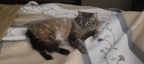 Prissy, Adult Domestic Long Hair, cat for adoption in Auburn, Alabama