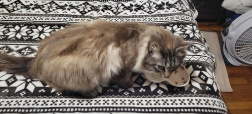 Photo 3 of Prissy