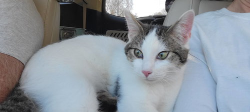 Toots, an adoptable American Shorthair in Roanoke, AL