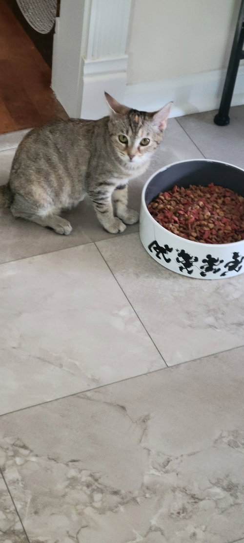 Lilly, Young American Shorthair (short coat), cat for adoption in Auburn, Alabama
