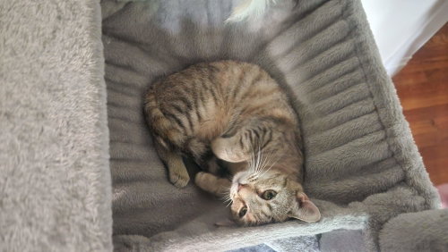 Photo 2 of Lilly