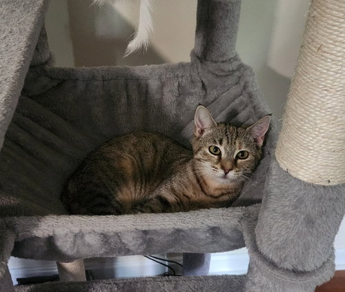 Lilly, Young American Shorthair (short coat), cat for adoption in Roanoke, Alabama