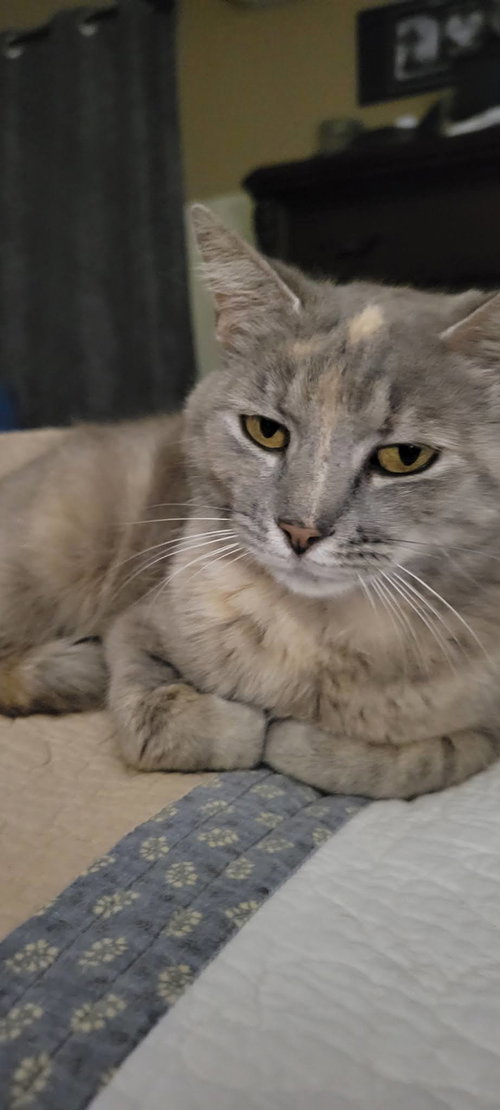 Doris, an adoptable American Shorthair in Roanoke, AL