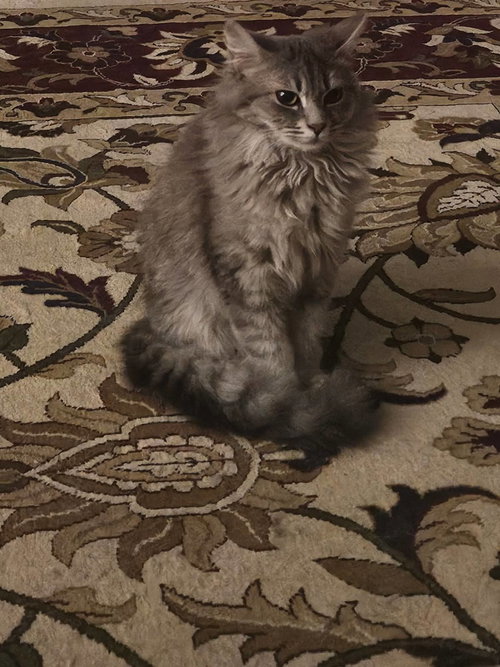 Jeannie, an adoptable American Shorthair in Roanoke, AL