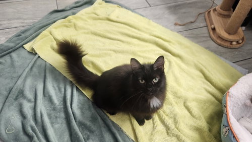 Midnight, an adoptable Domestic Long Hair in Roanoke, AL