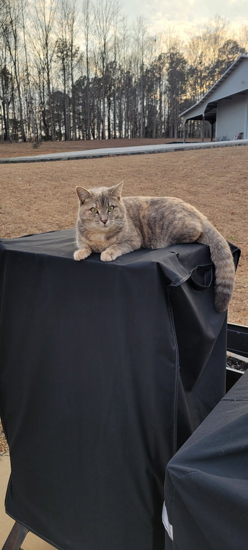 Ellie, an adoptable American Shorthair in Roanoke, AL