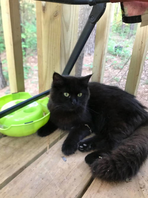 Merle, Adult Domestic Long Hair (long coat), cat for adoption in Roanoke, Alabama