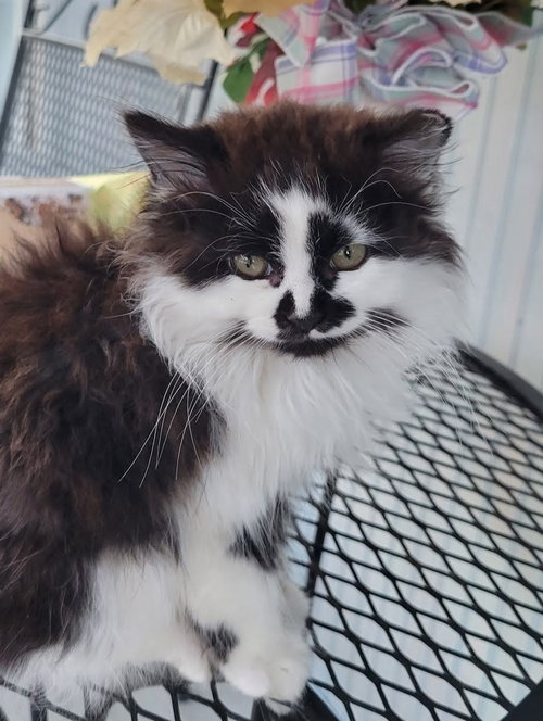 Oreo, Domestic Long Hair, cat for adoption in Roanoke, Alabama