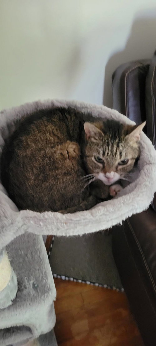 Piggy, Adult American Shorthair, cat for adoption in Roanoke, Alabama