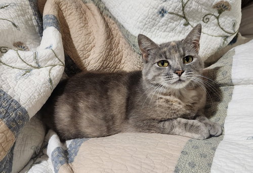 Doris, Adult American Shorthair (short coat), cat for adoption in Roanoke, Alabama