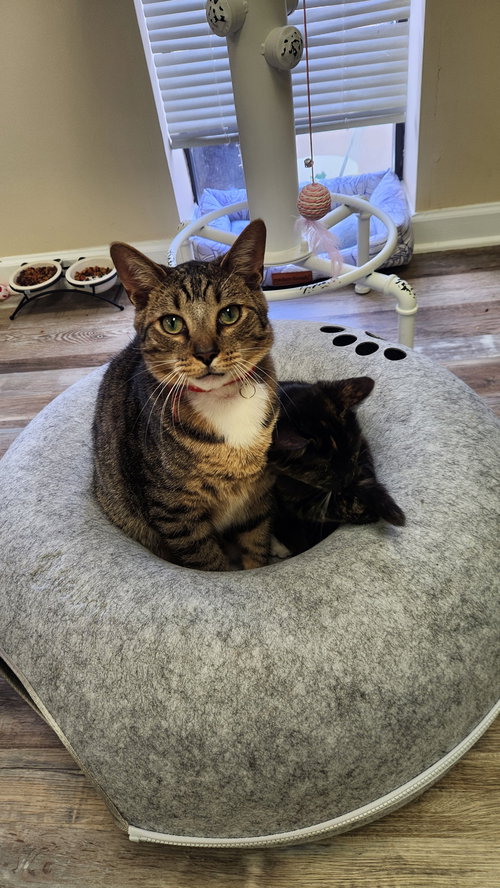 Piglet, Young American Shorthair (short coat), cat for adoption in Roanoke, Alabama