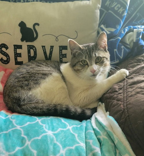Teddy, Adult American Shorthair (short coat), cat for adoption in Roanoke, Alabama
