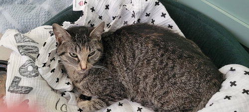 Willow, Adult American Shorthair, cat for adoption in Roanoke, Alabama