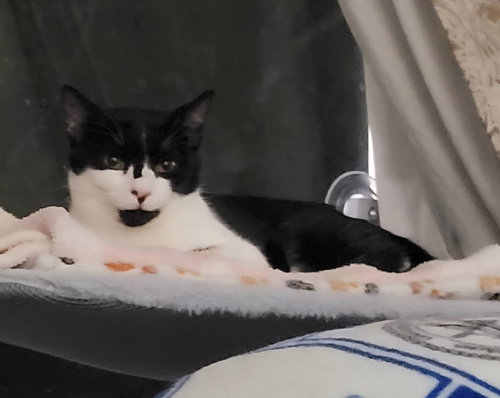 Mystique, Young American Shorthair (short coat), cat for adoption in Roanoke, Alabama