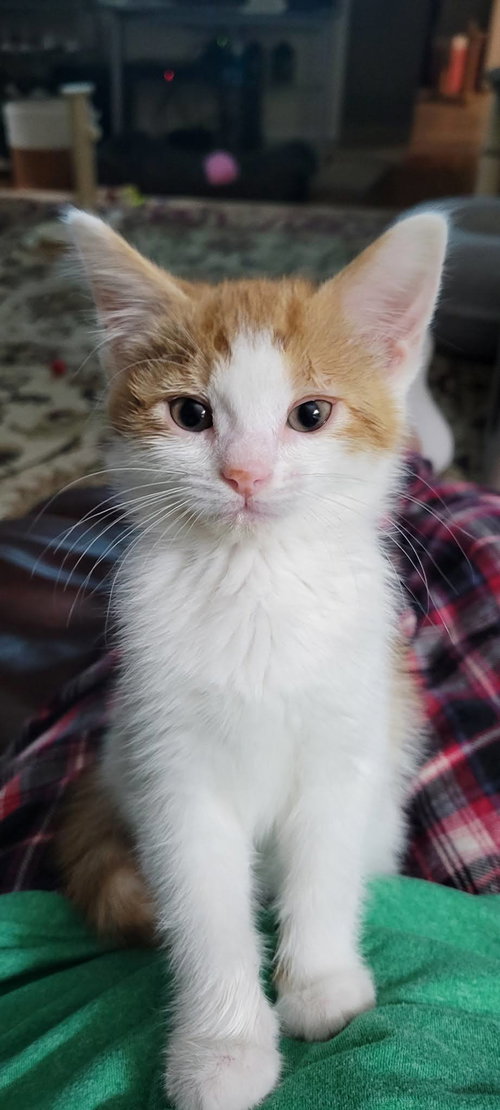 Grizzly, Baby American Shorthair (short coat), cat for adoption in Roanoke, Alabama