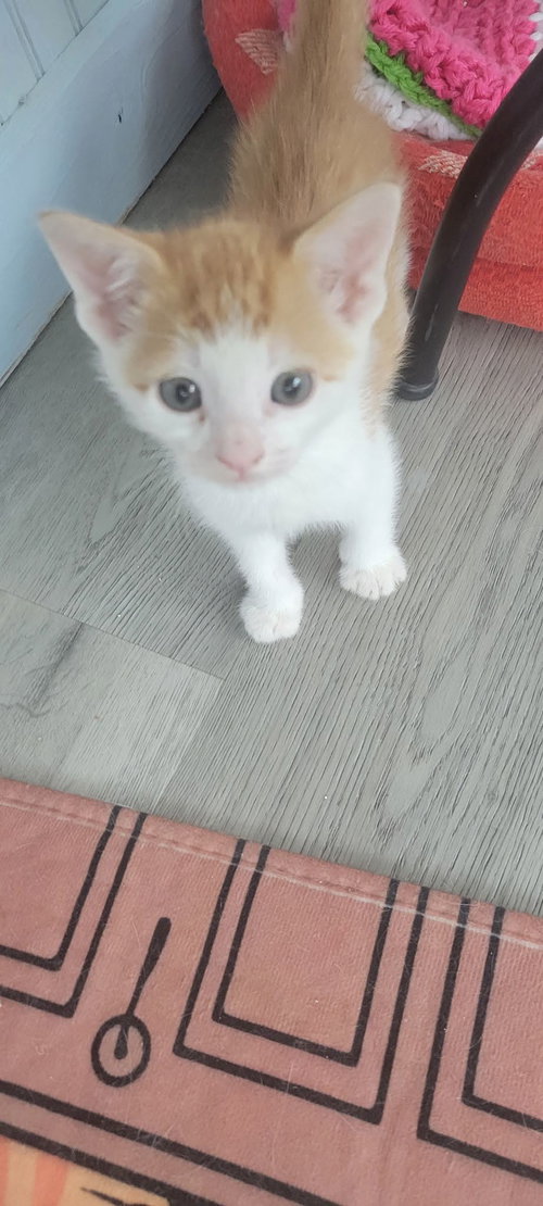 Moe, Baby American Shorthair (short coat), cat for adoption in Roanoke, Alabama