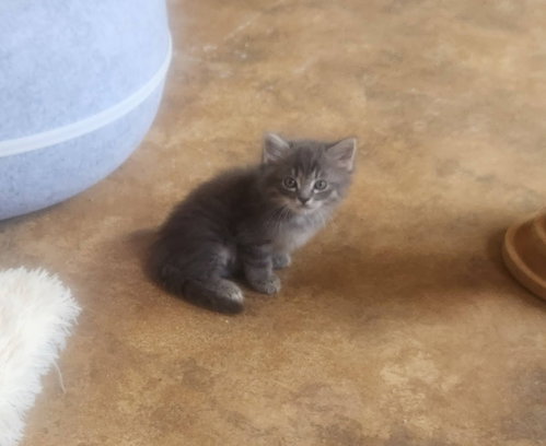 Wiggles, an adoptable Domestic Long Hair in Roanoke, AL