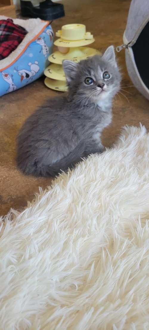 Mia, an adoptable Domestic Long Hair in Roanoke, AL