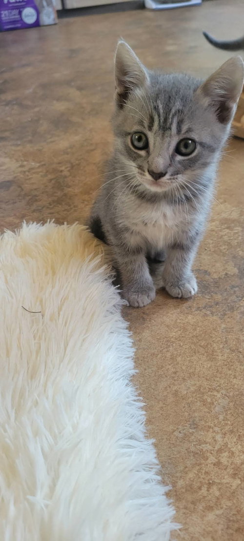 Niblet, an adoptable American Shorthair in Roanoke, AL