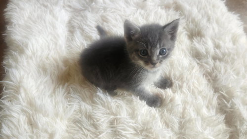 Tater, an adoptable American Shorthair in Roanoke, AL
