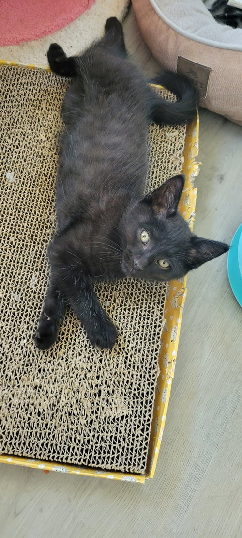 Jett, an adoptable American Shorthair in Roanoke, AL