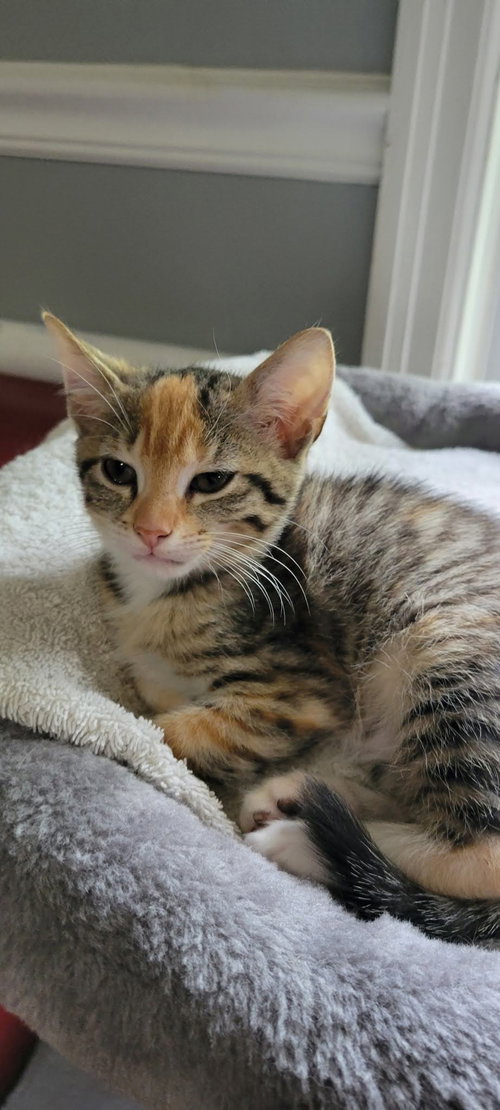 Celeste