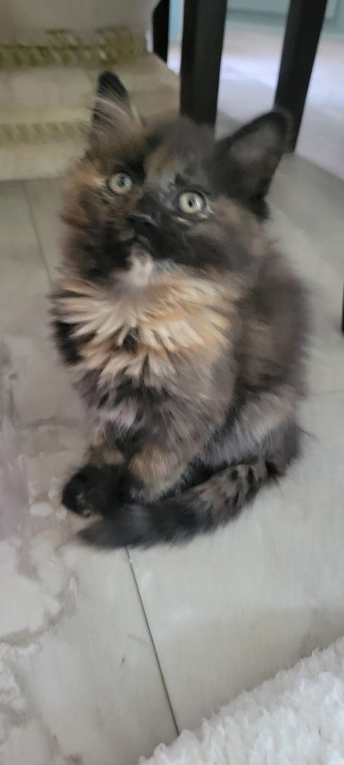 Ember