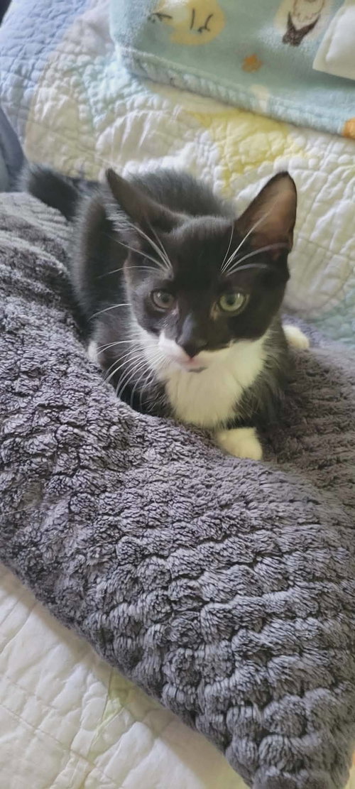 Felix, an adoptable American Shorthair in Roanoke, AL