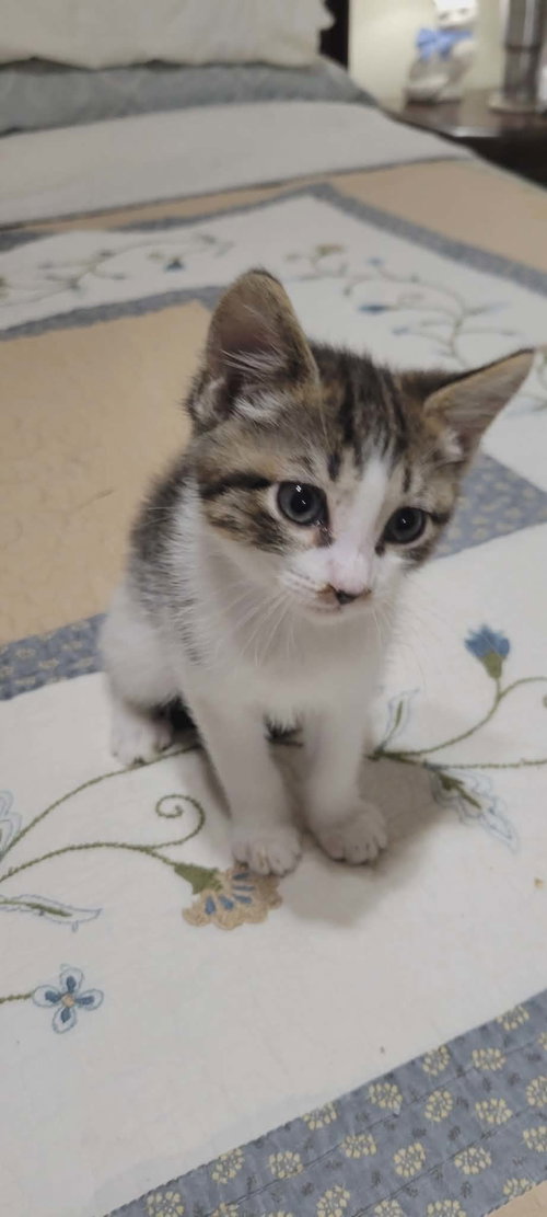 Buttons, an adoptable American Shorthair in Roanoke, AL