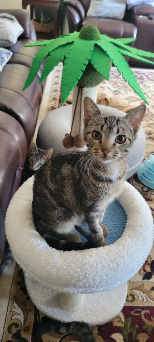 Tails, a cat for adoption from Angel's Cabin of Cats