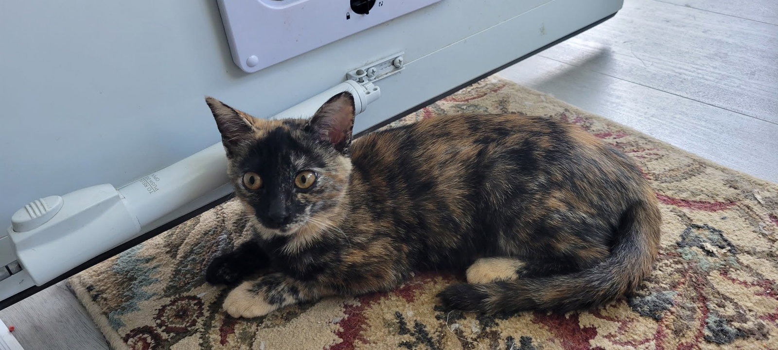 Cinnamon, American Shorthair