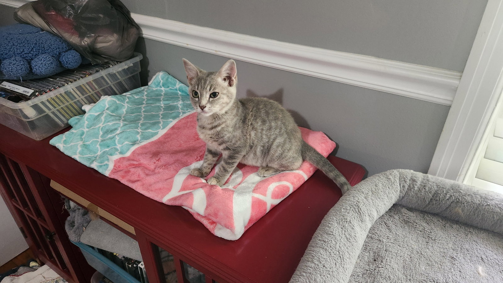 Hope, American Shorthair