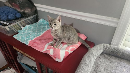Hope, a cat for adoption from Angel's Cabin of Cats